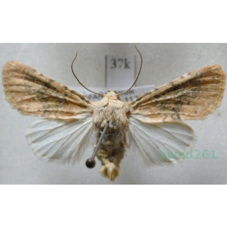 Polymixis argillaceago (Hübner, 1822) Spain37k